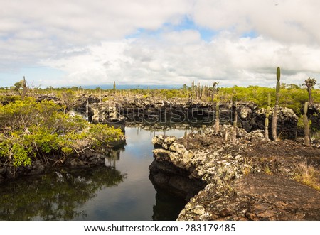 Lava tunnels in Isabela Island, Galapagos. Many trips from Puerto Villamil go there, it\'s a big tourist attraction to see this volcanic landscape with it\'s flora and fauna. Endemic Galapagos cactus .