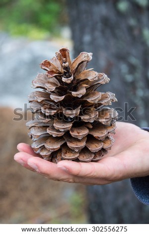 Big cone found in the forest close to Grazalema. Shapely cone, almost size of a hand found in the Sierra de Grazalema natural reserve, Andalusia, Spain. Held  in a man hand. Blurry background.