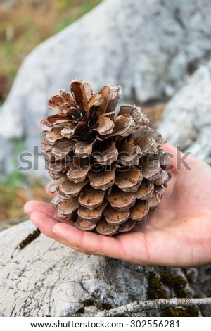 Big cone found in the forest close to Grazalema. Shapely cone, almost size of a hand found in the Sierra de Grazalema natural reserve, Andalusia, Spain. Held  in a man hand. Blurry background.