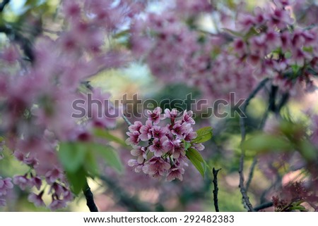 Pink flowers with mixed background