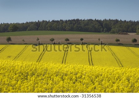 Rapeseed field in hilly area