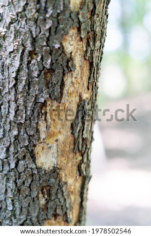 Image, Stock Photo Lead outer skin of a theatre