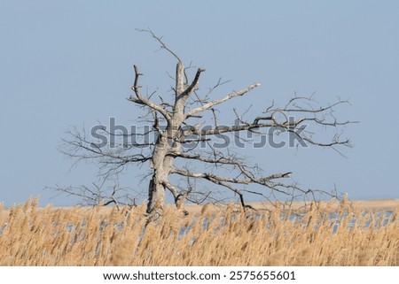 Similar – Image, Stock Photo Single reed grass on a cold sunny winter day at the lake