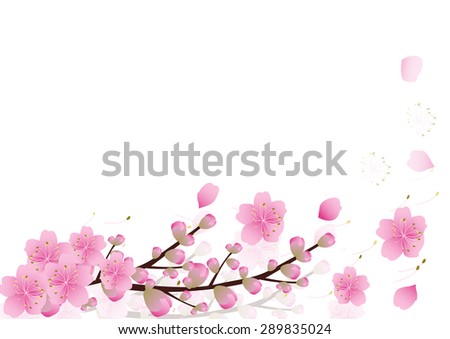 Pink  flowers Spring background . sakura , cherry blossom ,white with copy space,isolated on white background, flowers corner border ,vector illustration