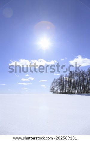 Sun And Snow Field With A Windbreak
