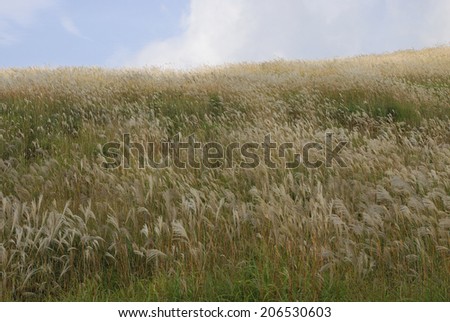Japanese Silver Grass