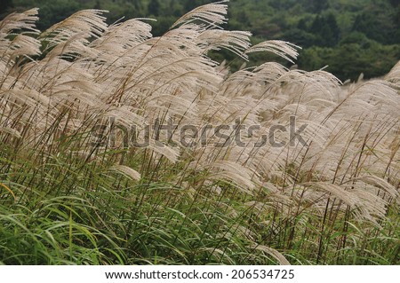Japanese Silver Grass