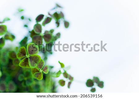 An Image of Four-Leaf Clover