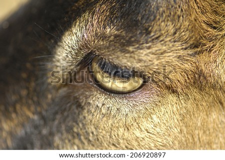 Eyes Of The Goat