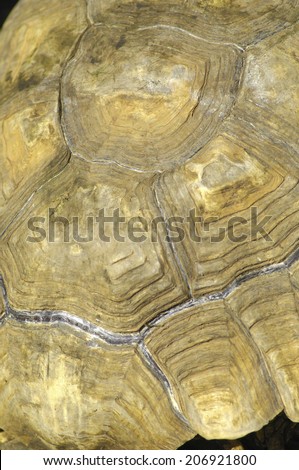 An Image of Tortoise Shell