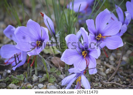 The Saffron Flower In Full Bloom