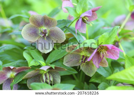 The Flower Of The Christmas Rose In Natural Garden