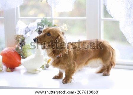 The Miniature Dogs At The White Window-Side