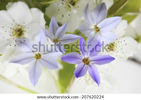 The Violet Flowers In Spring And The White Pear Flower