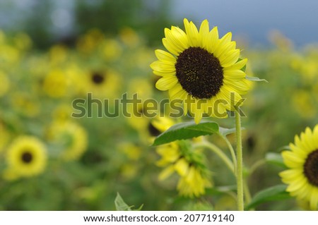 An image of Sunflower Field