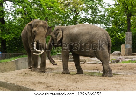 Similar – Image, Stock Photo Large zoo Berlin City