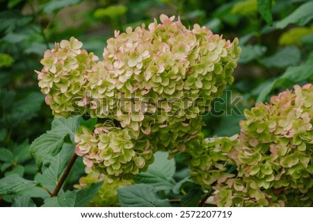 Similar – Foto Bild Blumen Anthesis Blütezeit