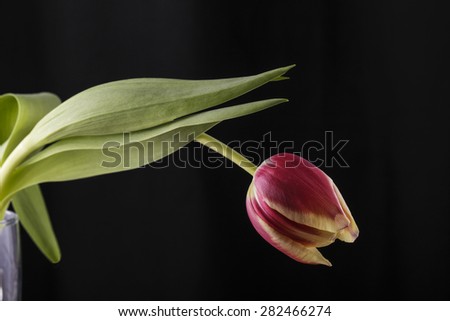 Magnificent red and cream tulip isolated on a black background,shallow depth of field.