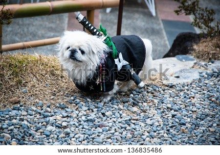 small dog in funny samurai costume