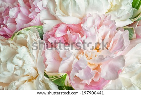 Similar – Foto Bild Wunderschöne rosa-weiße Pfingstrosenblüten auf hellem Hintergrund mit Platz für Text. Postkarte, Gruß, Geschenk. Seitenansicht