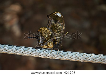 Gold butterfly on the rope
