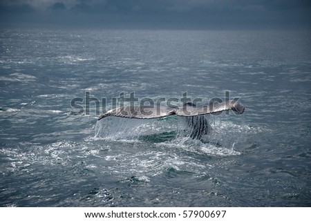 A humpback whale\'s tail in the ocean. Taken at the shores of Cape Cod