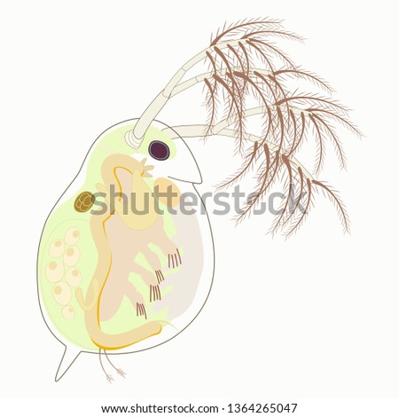 Daphnia magna vector