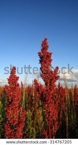 Field of withered red sorrel (docks) plant after flowering