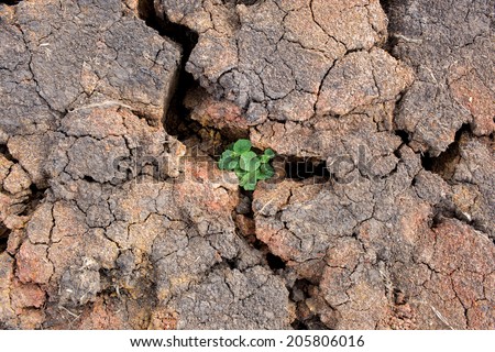 Small green plant growing on the dry soil land.