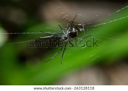 Spider holding on web spider with close up detailed view by macro lens.