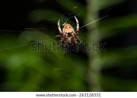 Small spider holding on web spider with close up detailed view by macro lens.