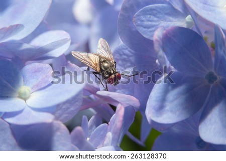 Fly holding on violet flower with close up detailed view by macro lens.