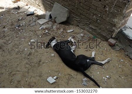 CAIRO - SEP 05: Dead dog jumped from a balcony as she got scared from the explosion in Mostafa Nahas st - Bomb was targeting the Egypt\'s interior minister. Cairo, Egypt on September 05, 2013
