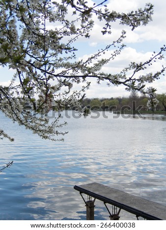 blossom tree, lake, pontoon in a park