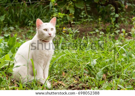 white cat standing in the grass Imagine de stoc © 