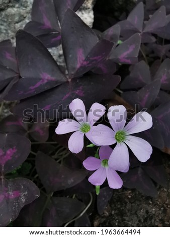 Oxalis​ purpurea​ they​ are​ purple​ leaves​ like​ butterfies​ are​ low​ shrub​s​ and​ are​ common​ly​ grow​n​ as​ ornamental​ plant​s​ they​ can​ be​ eaten​ as​ fresh​ vegetable​s​ Stock fotó © 