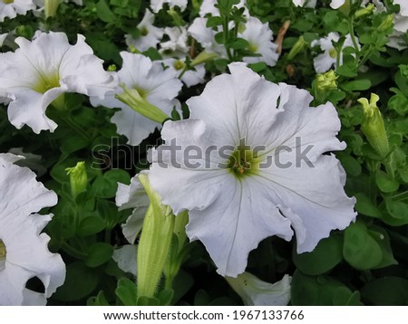 Petunia​ is​ a​ soft​ Wood​ with​ a​ short​ bush​ with​ a​ variety​ of​ color​s​ blooming​ all​ year​ round​ tolerates​ hot​ weather​ well​ and​ is​ common​ly​ grow​n​ in​ a​ pot​ Stock fotó © 