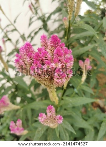 Cockscomb, celosia, lt​ is​ classified as​ a​ small​ shrub​ with​ small​ flower​s​ in​ a​ single​ drop​let with​ many​ colors​ such​ as​ Red, Pink, Yelloow​ Stock fotó © 