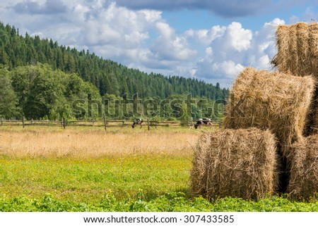 Hay rolls piled on a farm next to cow pasture. Meadow with a hill covered by pine tree forest and a pasture with cows at the background. Summer cloudy skies.