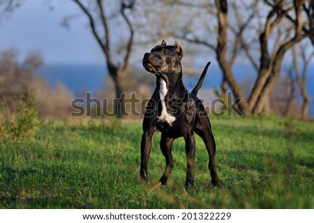 Black dog breed pit bull. Dog standing on a beautiful background. Pit bull walking in the morning. Concerned look.
