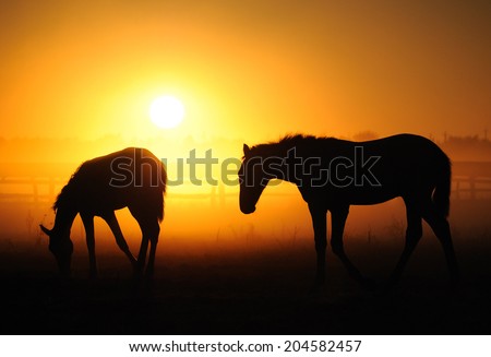 Two foal walking in a field on a background of fog and sunrise