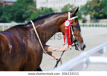 Portrait of a horse winner in the competition with a beautiful rosette on the bridle