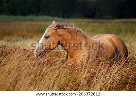Beautiful portrait of a heavy red horse. Horse walking in the tall grass on a beautiful background