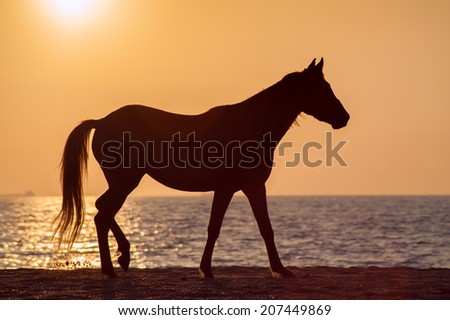 Horse walks along the shore of the beach against the sunset ocean. Free horse silhouette