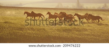 A herd of horses. The rising sun. Horses walk in freedom. Mustangs.