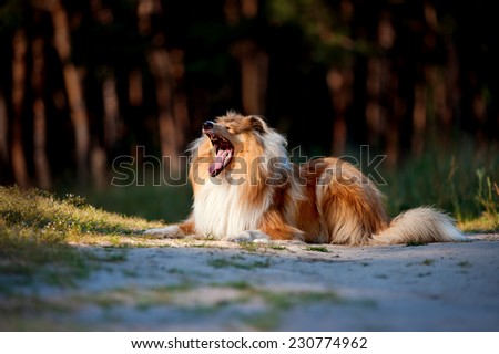 Beautiful red-haired fluffy dog collie lying on the footpath in the woods on a dark background. Dog with mouth wide open as if something says, or yawning