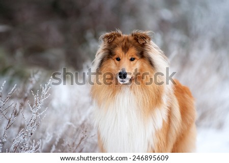 Portrait of a beautiful red fluffy dog collie on the background of the winter forest. Dog standing on the grass covered with frost