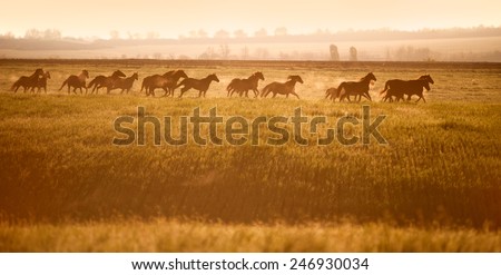 Herd of horses gallop across an open field in the sunshine. Horses walk in freedom. Mustangs.
