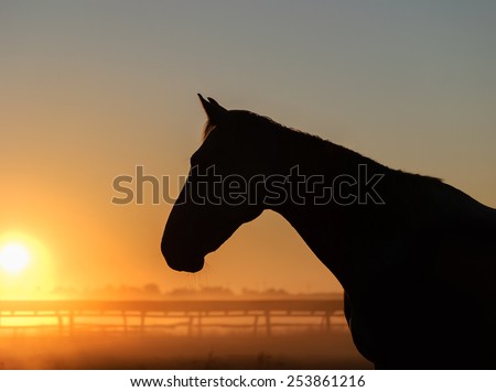 Horse silhouette on a background of dawn. Portrait of a horse