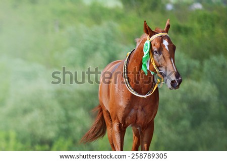 Portrait of a horse winner in the competition with a beautiful rosette on the bridle. Thoroughbred horse won the race.The animal on the background of bright green.